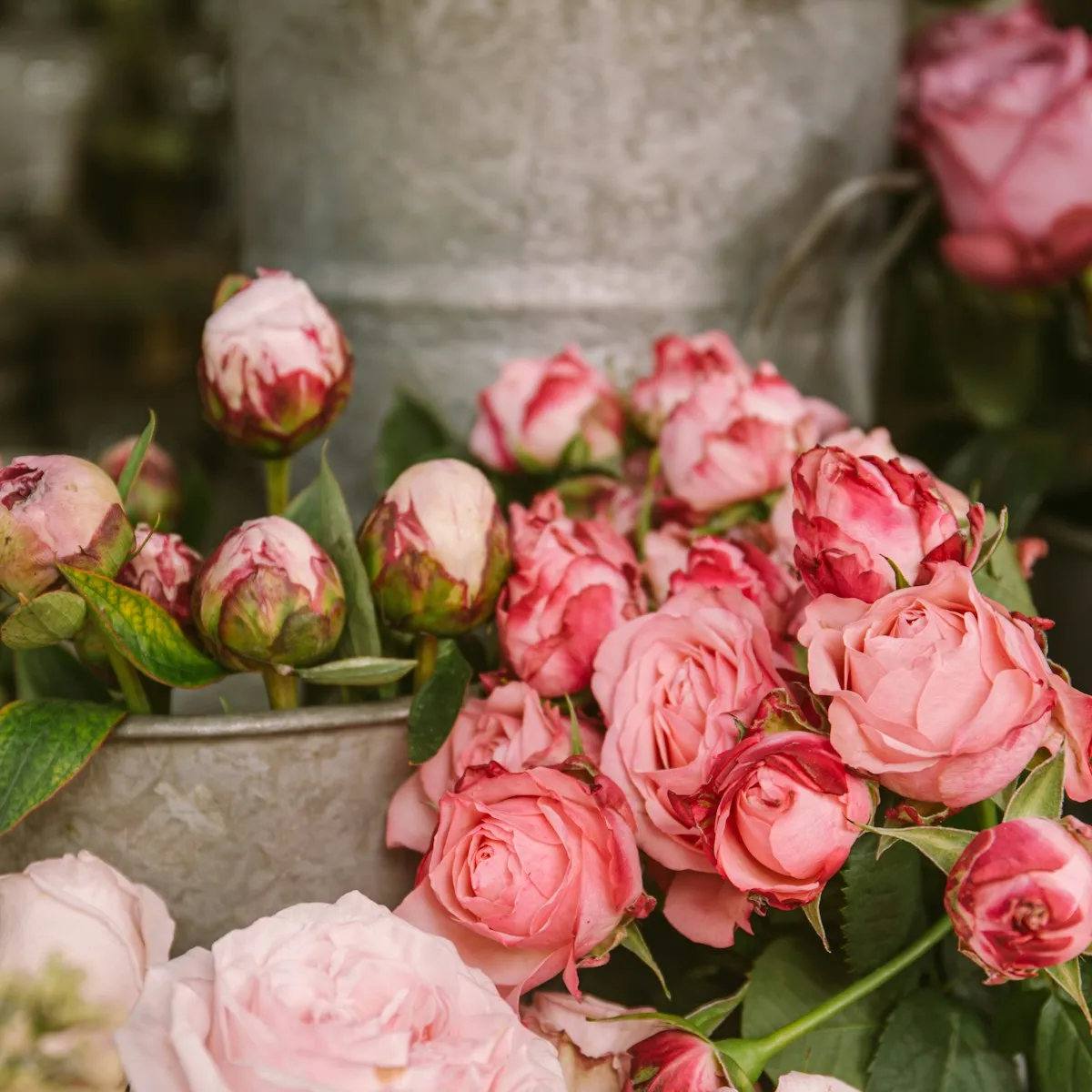 Rosa rosor i zinkhinkar
